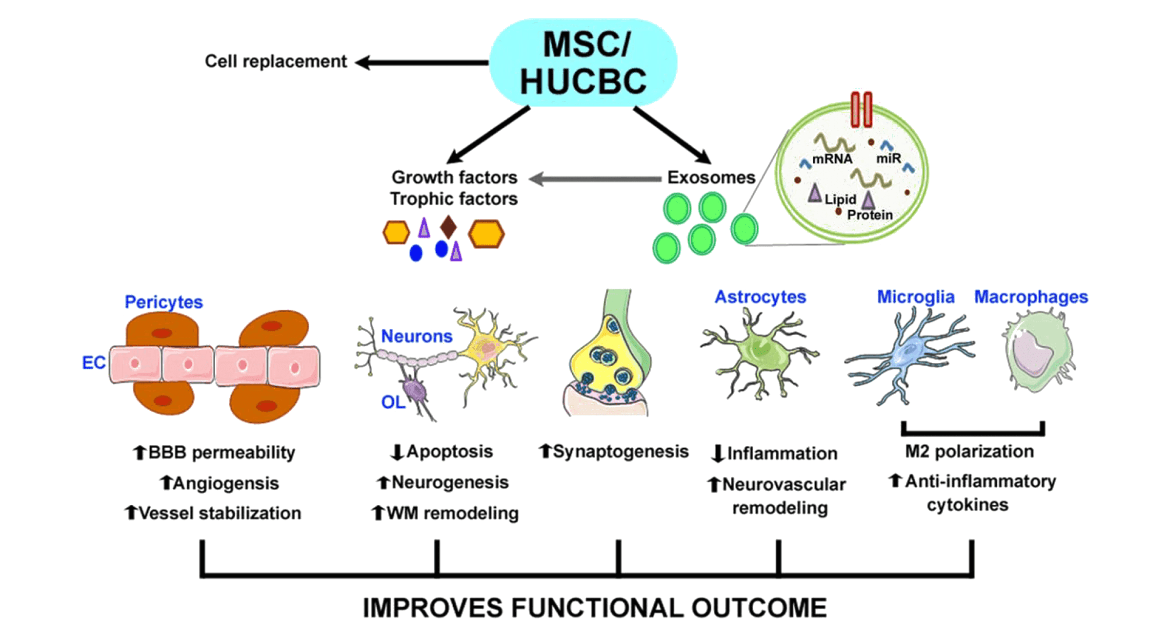 MSC Exosome Therapy